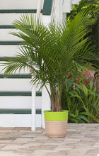 Load image into Gallery viewer, Majesty Palm