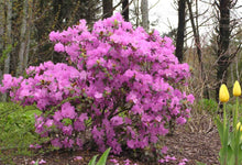 Load image into Gallery viewer, Rhododendron PJM