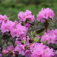 Load image into Gallery viewer, Rhododendron 'Black Hat'