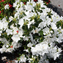Load image into Gallery viewer, Azalea 'Delaware Valley White'
