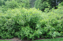 Load image into Gallery viewer, Rhus aromatica 'Gro low' (Fragrant Sumac)