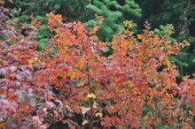 Load image into Gallery viewer, Rhus aromatica 'Gro low' (Fragrant Sumac)