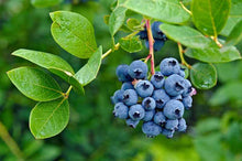 Load image into Gallery viewer, Blueberry 'Polaris'