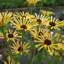 Load image into Gallery viewer, Rudbeckia 'Henry Eilers'