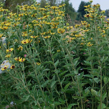 Load image into Gallery viewer, Rudbeckia 'Henry Eilers'