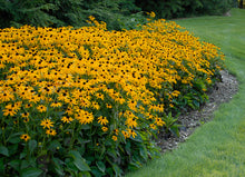 Load image into Gallery viewer, Rudbeckia 'Goldsturm'