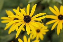 Load image into Gallery viewer, Rudbeckia deamii