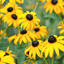 Load image into Gallery viewer, Rudbeckia 'Viette's Little Suzy'