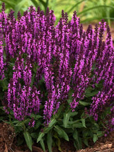 Load image into Gallery viewer, Salvia 'Bumbleberry'