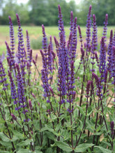 Load image into Gallery viewer, Salvia 'Caradonna'