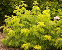 Load image into Gallery viewer, Sambucas 'Lemony Lace'