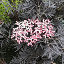 Load image into Gallery viewer, Sambucus 'Black Lace'