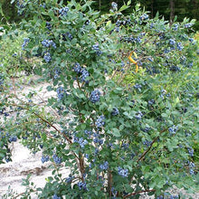 Load image into Gallery viewer, Blueberry 'Sweetheart'