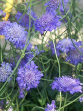 Load image into Gallery viewer, Scabiosa 'Butterfly Blue'