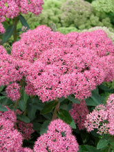 Load image into Gallery viewer, Sedum 'Autumn Joy'