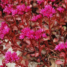 Load image into Gallery viewer, Sedum 'Voodoo'