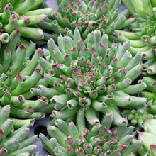 Load image into Gallery viewer, Sempervivum 'Oddity'