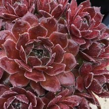 Load image into Gallery viewer, Sempervivum Chick Charms® 'Berry Bomb™'