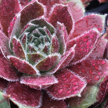 Load image into Gallery viewer, Sempervivum Chick Charms® 'Berry Bomb™'