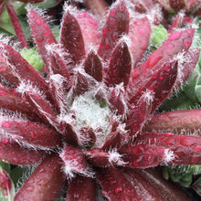 Load image into Gallery viewer, Sempervivum Chick Charms® 'Cosmic Candy™'