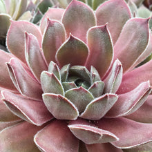 Load image into Gallery viewer, Sempervivum Chick Charms® 'Silver Suede™'