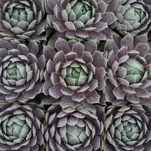 Load image into Gallery viewer, Sempervivum 'Pacific Blue Ice'