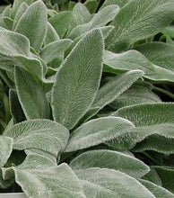 Load image into Gallery viewer, Lamb's Ears - Stachys 'Fuzzy Wuzzy'