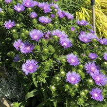 Load image into Gallery viewer, Stokesia ' Peachie's Pick'