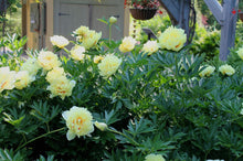 Load image into Gallery viewer, Peony 'Itoh Garden Treasure'