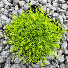 Load image into Gallery viewer, Sagina 'Scotch Moss'