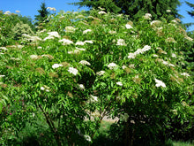 Load image into Gallery viewer, American Elderberry