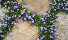 Load image into Gallery viewer, Mazus reptans