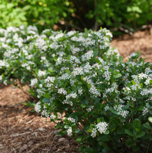 Load image into Gallery viewer, Aronia 'Low Scape Mound'