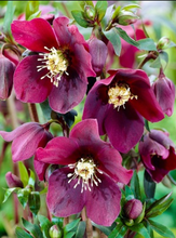 Load image into Gallery viewer, Helleborus 'Rome in Red'