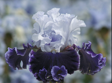 Load image into Gallery viewer, German Iris 'Feel the Thunder'