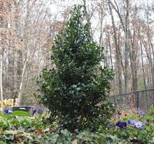 Load image into Gallery viewer, Ilex 'Castle Spire'