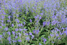 Load image into Gallery viewer, Scutellaria incana