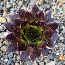 Load image into Gallery viewer, Sempervivum 'Black'