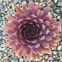 Load image into Gallery viewer, Sempervivum 'Royal Ruby'
