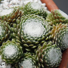 Load image into Gallery viewer, Sempervivum 'Cobweb'