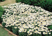 Load image into Gallery viewer, Leucanthemum 'Snow Lady'