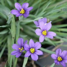 Load image into Gallery viewer, Sisyrinchium 'Lucerne'