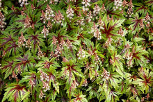 Load image into Gallery viewer, Tiarella 'Sugar & Spice'