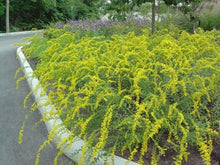 Load image into Gallery viewer, Solidago 'Solar Cascade'