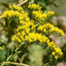 Load image into Gallery viewer, Solidago 'Solar Cascade'