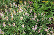 Load image into Gallery viewer, Monarda punctata