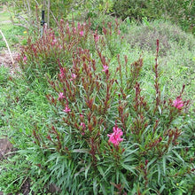 Load image into Gallery viewer, Gaura 'Steffi Dark Rose'