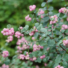 Load image into Gallery viewer, Coralberry 'Proud Berry'