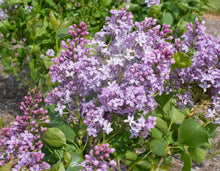 Load image into Gallery viewer, Lilac 'New Age Lavender'