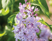 Load image into Gallery viewer, Lilac 'New Age Lavender'